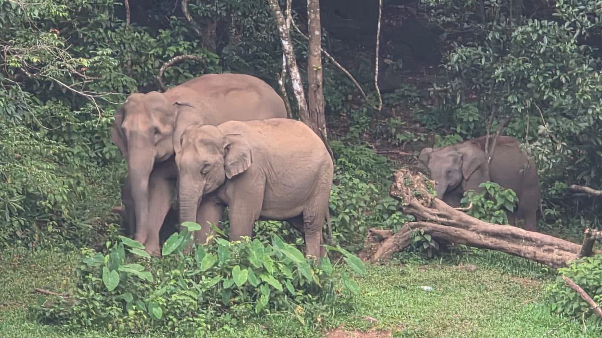Three wild elephants among the trees at the edge of a forest clearing