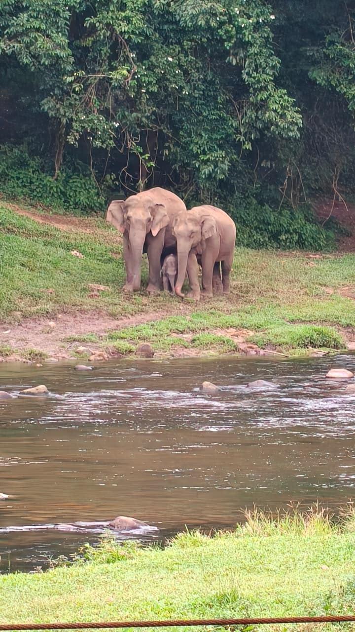 A family of wild elephants with a calf, standing on the far bank of a river